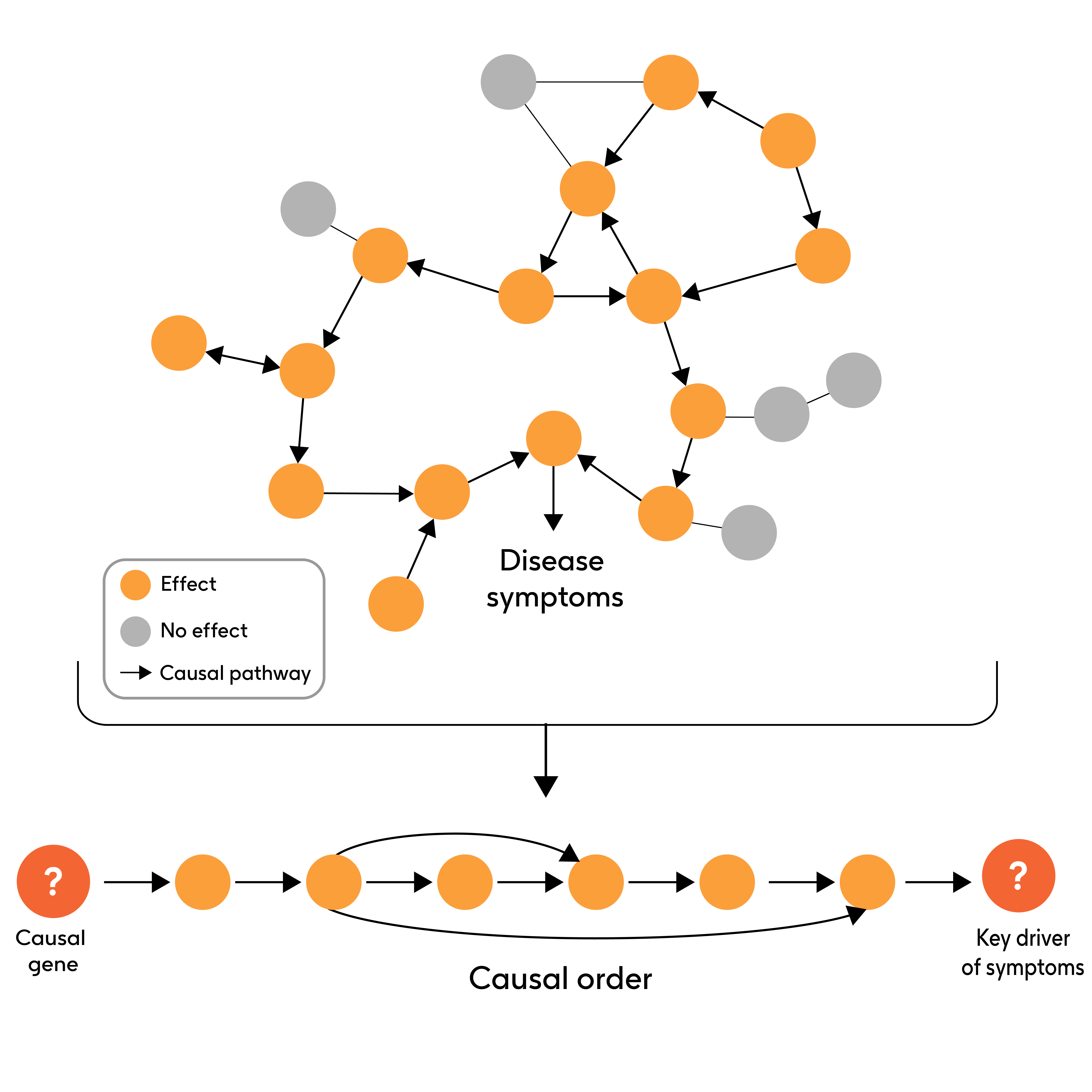 Efficient differentiable discovery of causal order